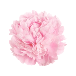 Rose Left