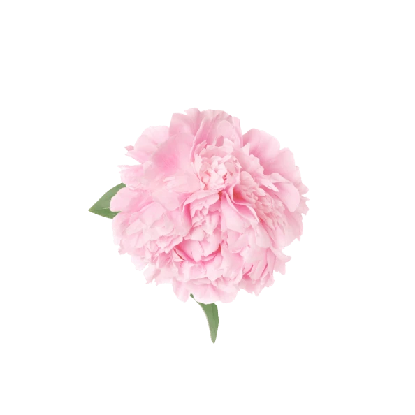Rose Right